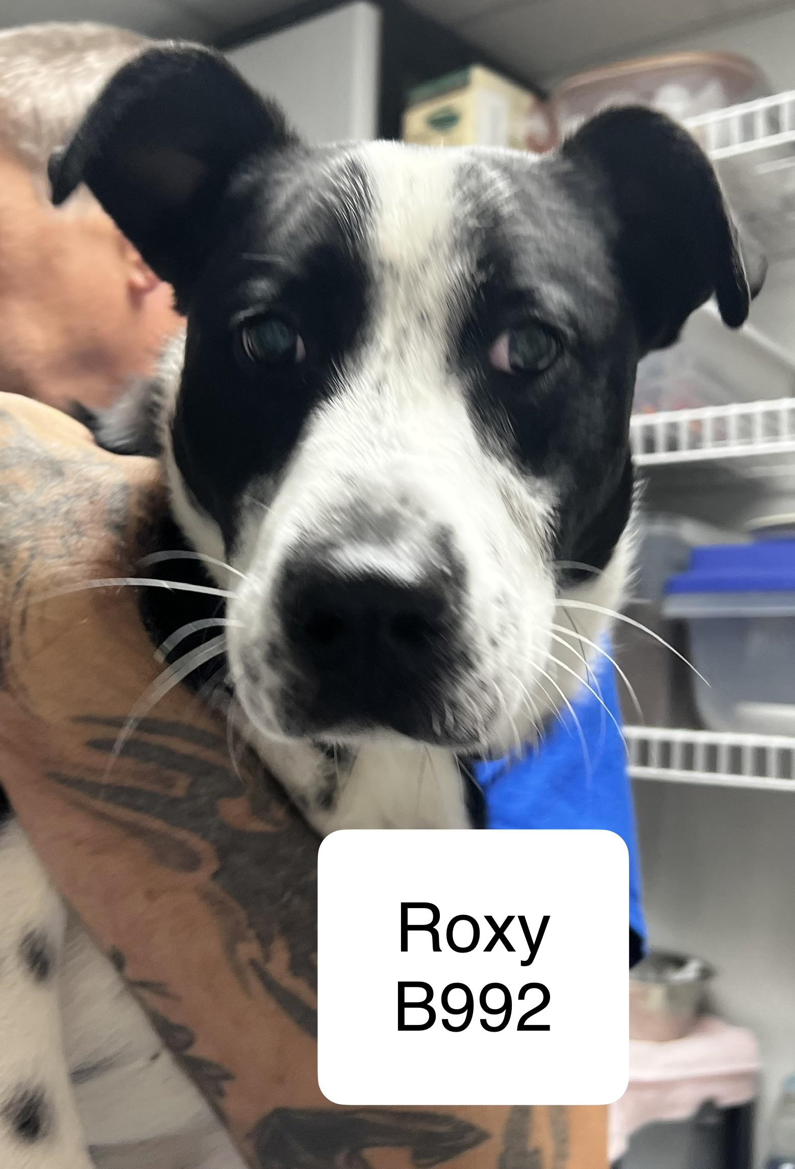 Enlarge Roxy, a ADOPTABLE mixed breed in Morganton, NC image 1/1