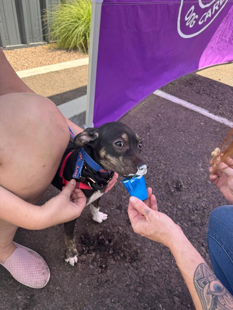 Enlarge Anderson Cooper, a Adoptable mixed breed in Phoenix, AZ image 1/6