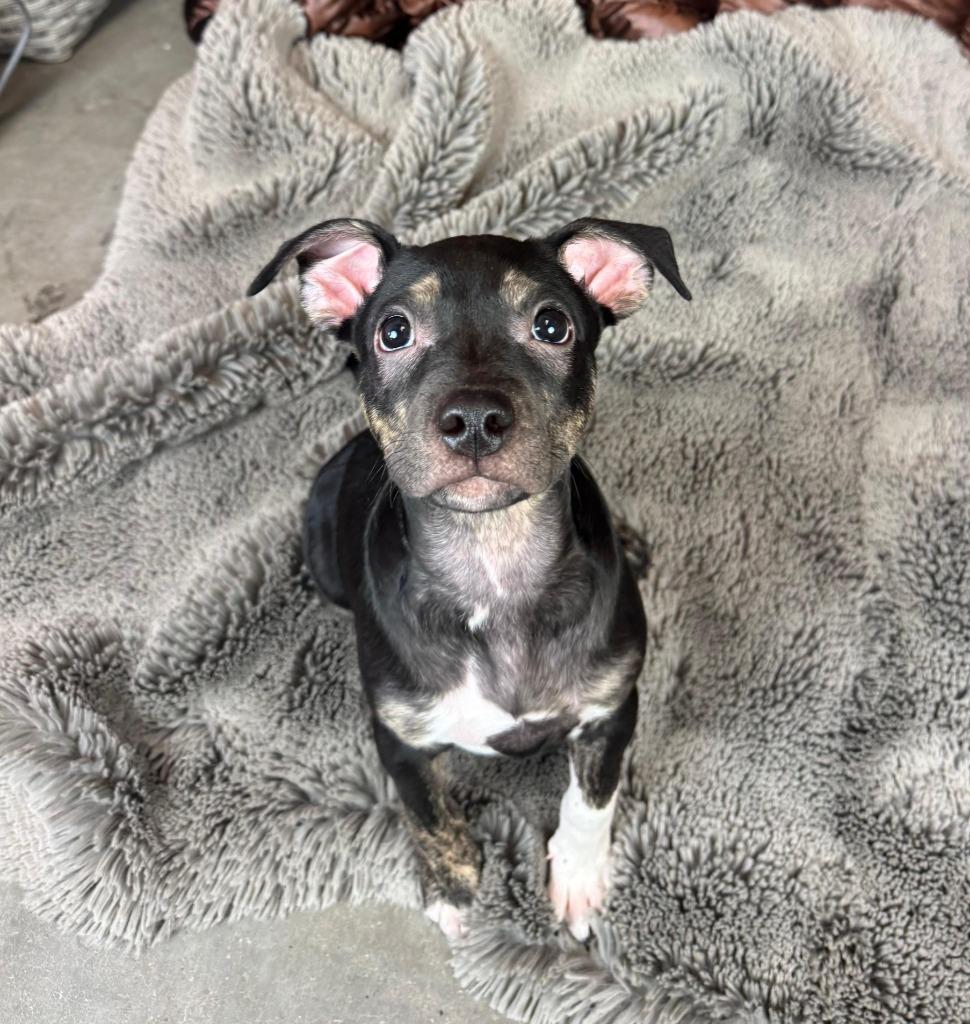 Anderson Cooper, Adoptable, Puppy Male Terrier & Pit Bull Terrier.