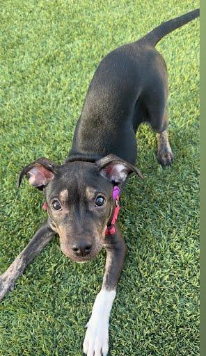 Enlarge Anderson Cooper, a Adoptable mixed breed in Phoenix, AZ image 3/6