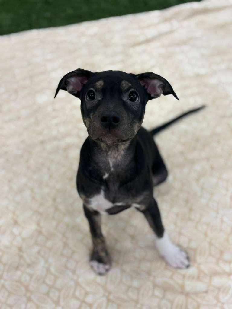 Enlarge Anderson Cooper, a Adoptable mixed breed in Phoenix, AZ image 2/6