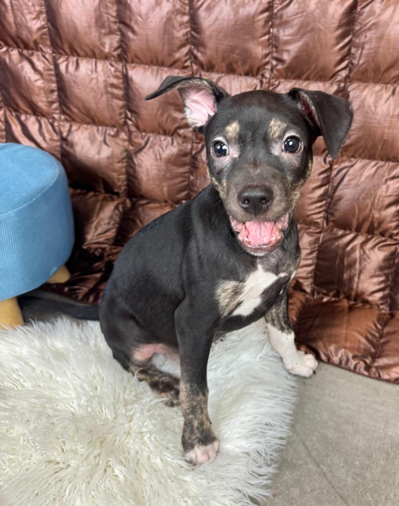 Enlarge Anderson Cooper, a Adoptable mixed breed in Phoenix, AZ image 2/4