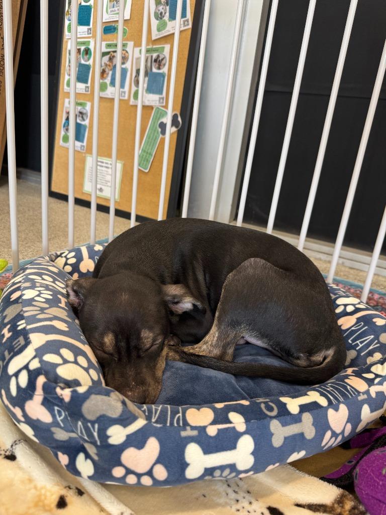 Enlarge Anderson Cooper, a Adoptable mixed breed in Phoenix, AZ image 4/6