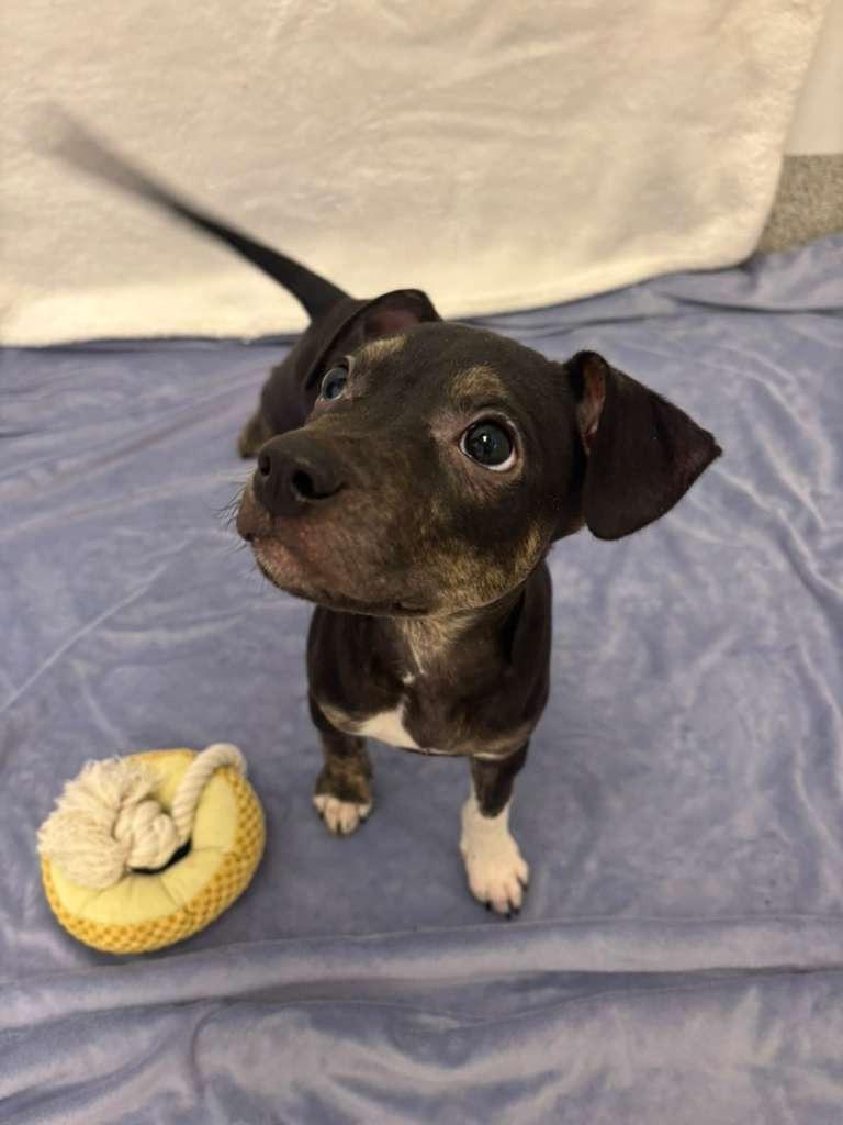Enlarge Anderson Cooper, a Adoptable mixed breed in Phoenix, AZ image 3/4