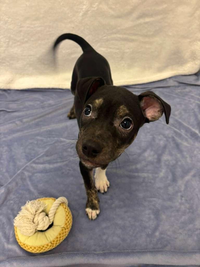 Enlarge Anderson Cooper, a Adoptable mixed breed in Phoenix, AZ image 4/4