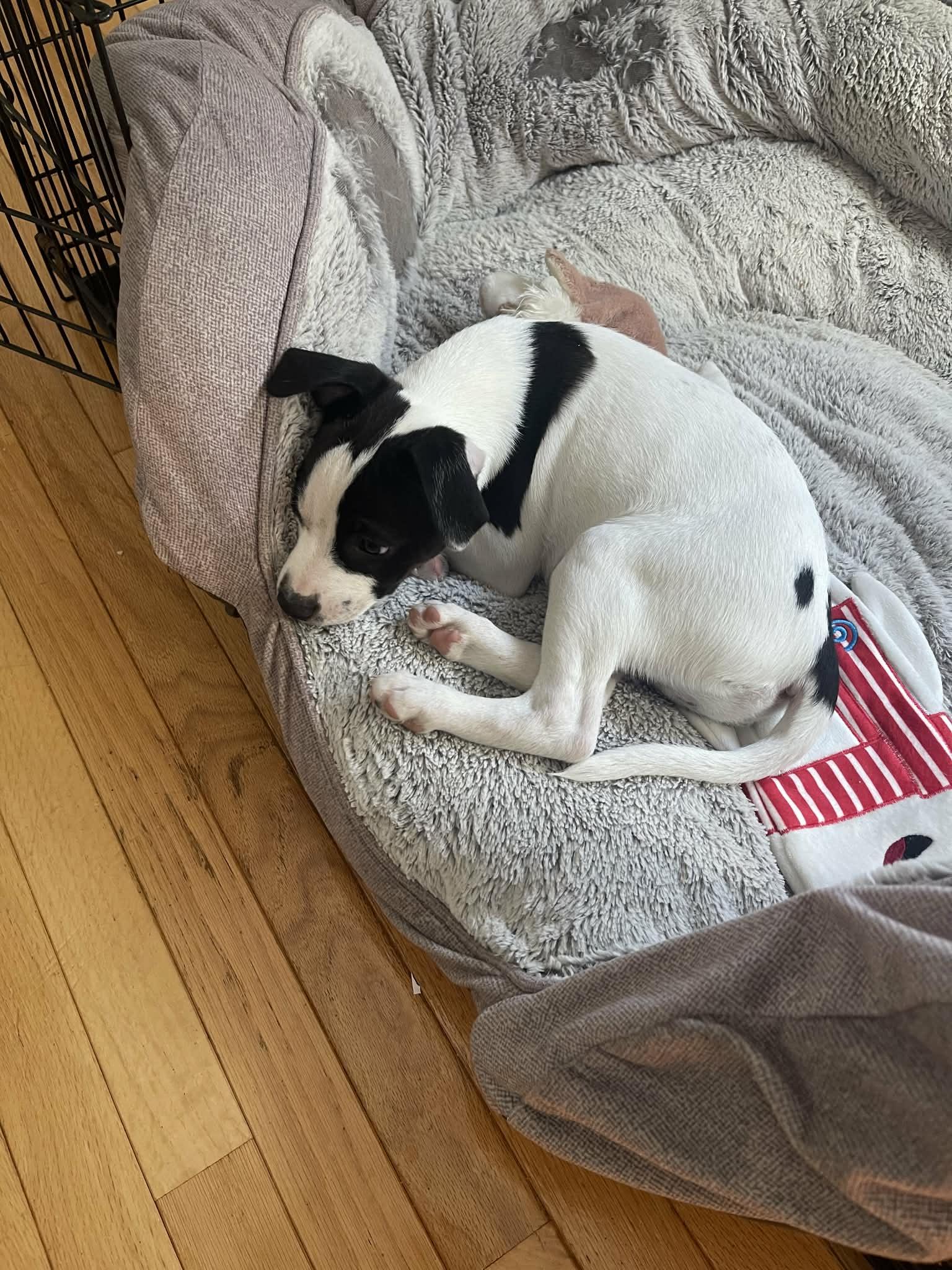 Jango Fett thumbnail 3