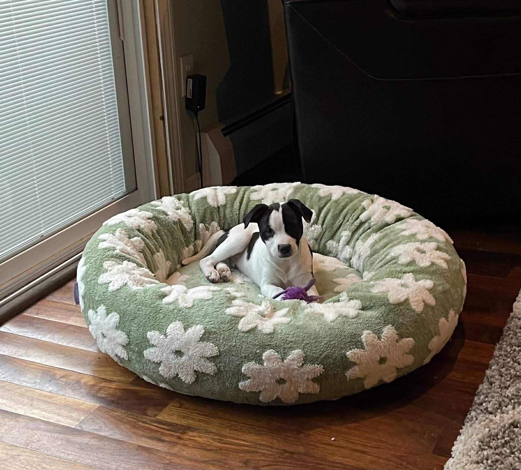 Enlarge Jango Fett, a Adoptable mixed breed in Chepachet, RI image 5/6