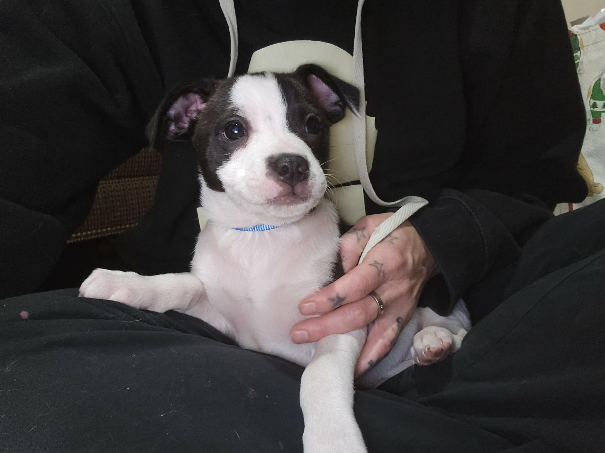 Enlarge Jango Fett, a Adoptable mixed breed in Chepachet, RI image 2/6