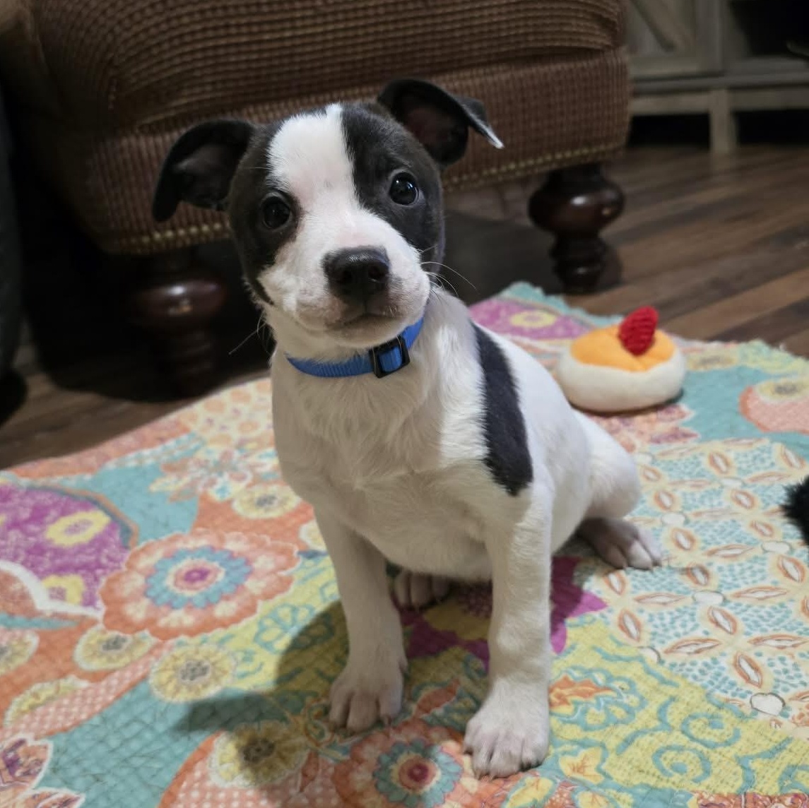 Jango Fett, Adoptable, Puppy Male Terrier & American Bully.
