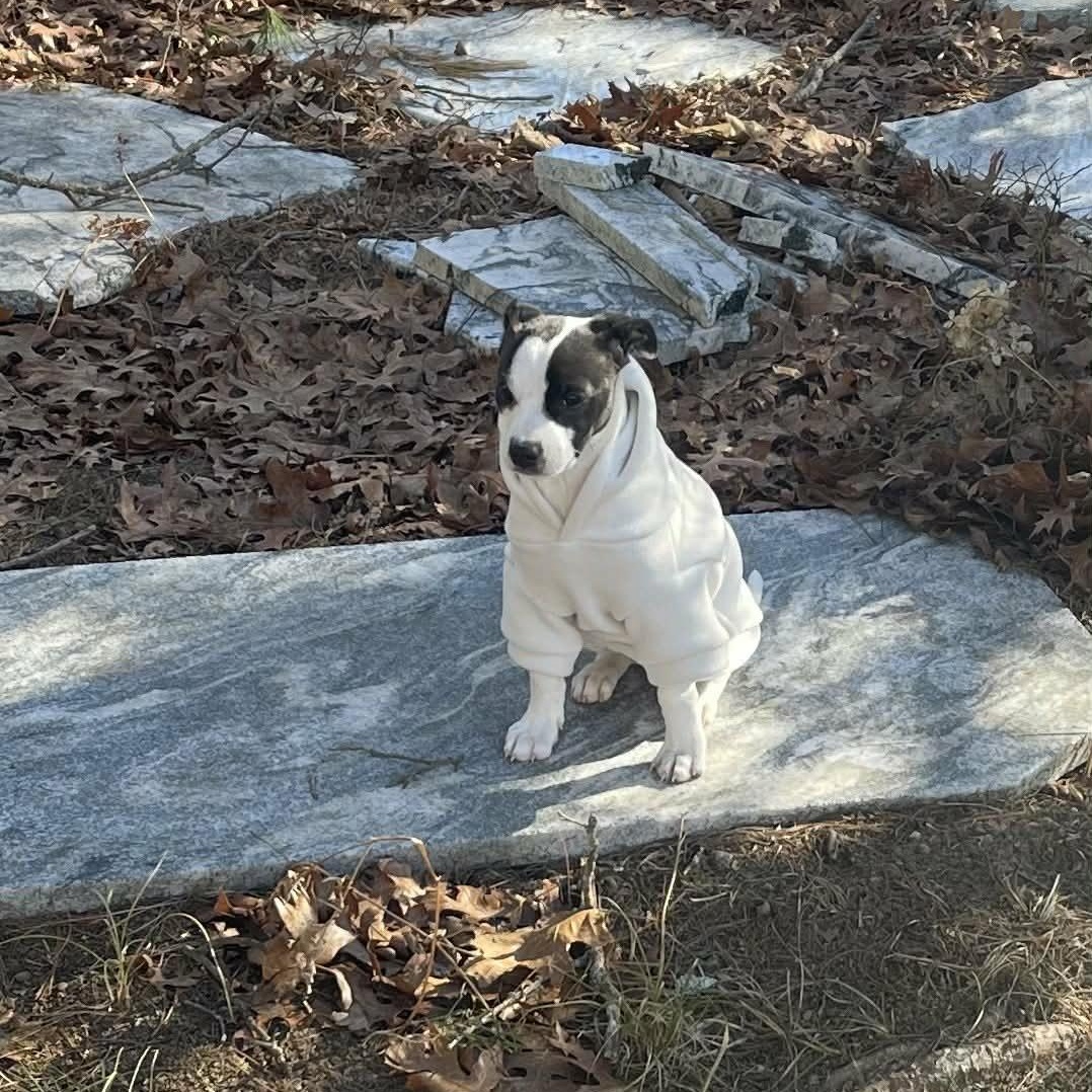 Jango Fett thumbnail 6