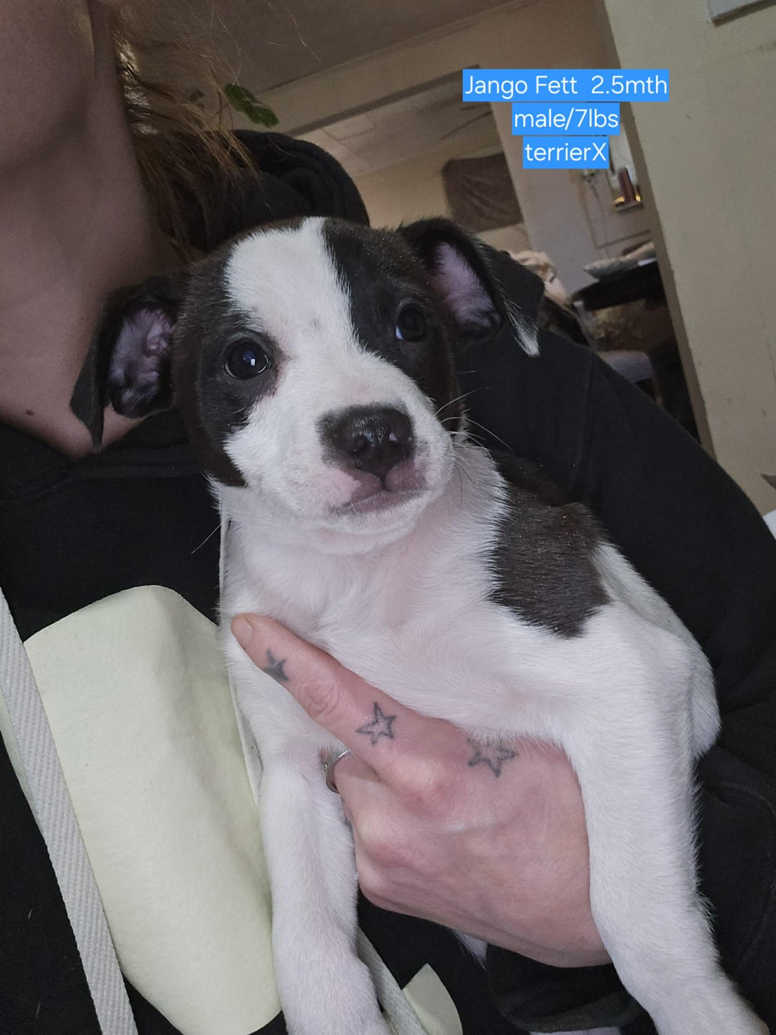 Enlarge Jango Fett, a Adoptable mixed breed in Chepachet, RI image 3/6