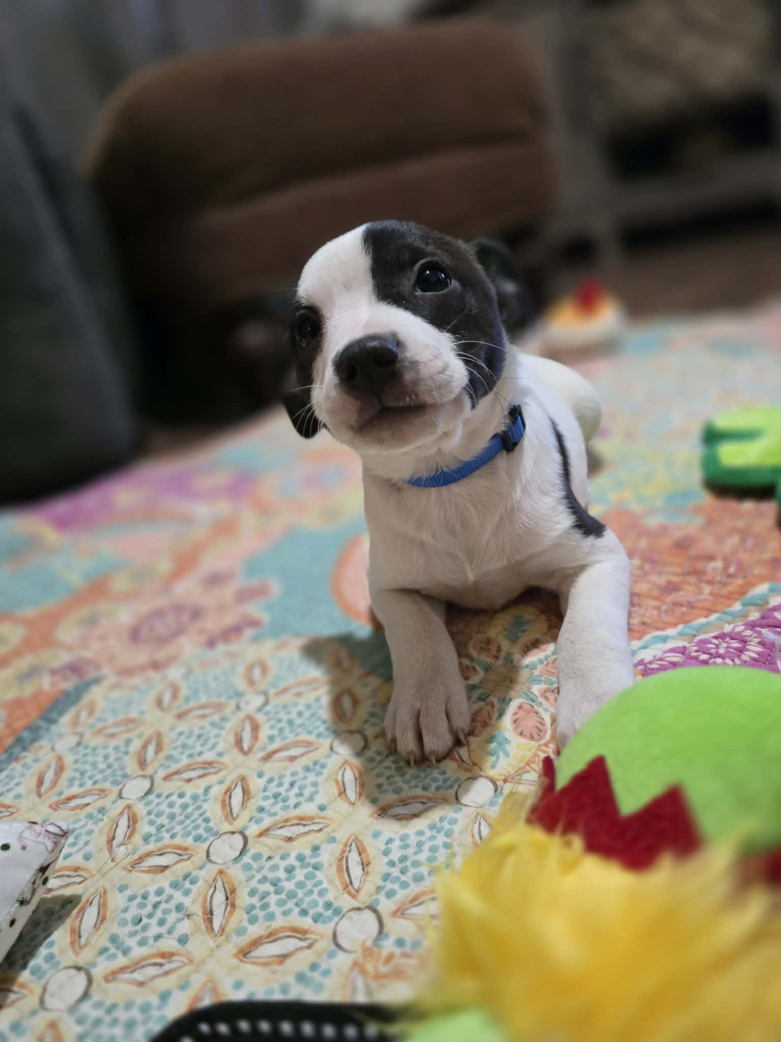 Enlarge Jango Fett, a Adoptable mixed breed in Chepachet, RI image 4/6