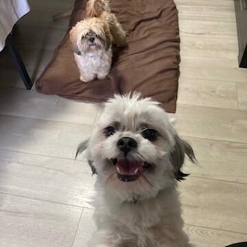 Paxton, Adoptable, Adult Male Shih Tzu & Mixed Breed.