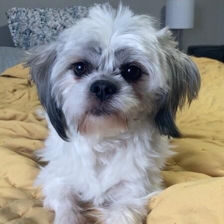 Paxton, a Adoptable mixed breed in Alma, WI image 2/5