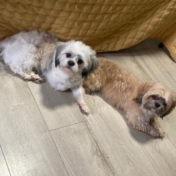 Paxton, Adoptable, Adult Male Shih Tzu & Mixed Breed.