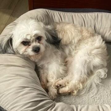 Paxton, a Adoptable mixed breed in Alma, WI image 3/5