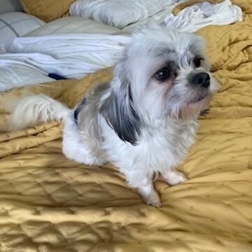 Enlarge Paxton, a Adoptable mixed breed in Alma, WI image 5/5