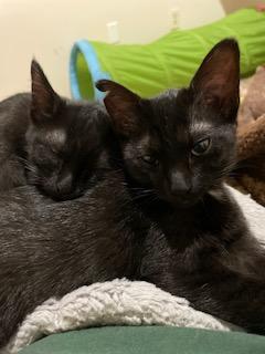 Puffs and Slice bonded pair