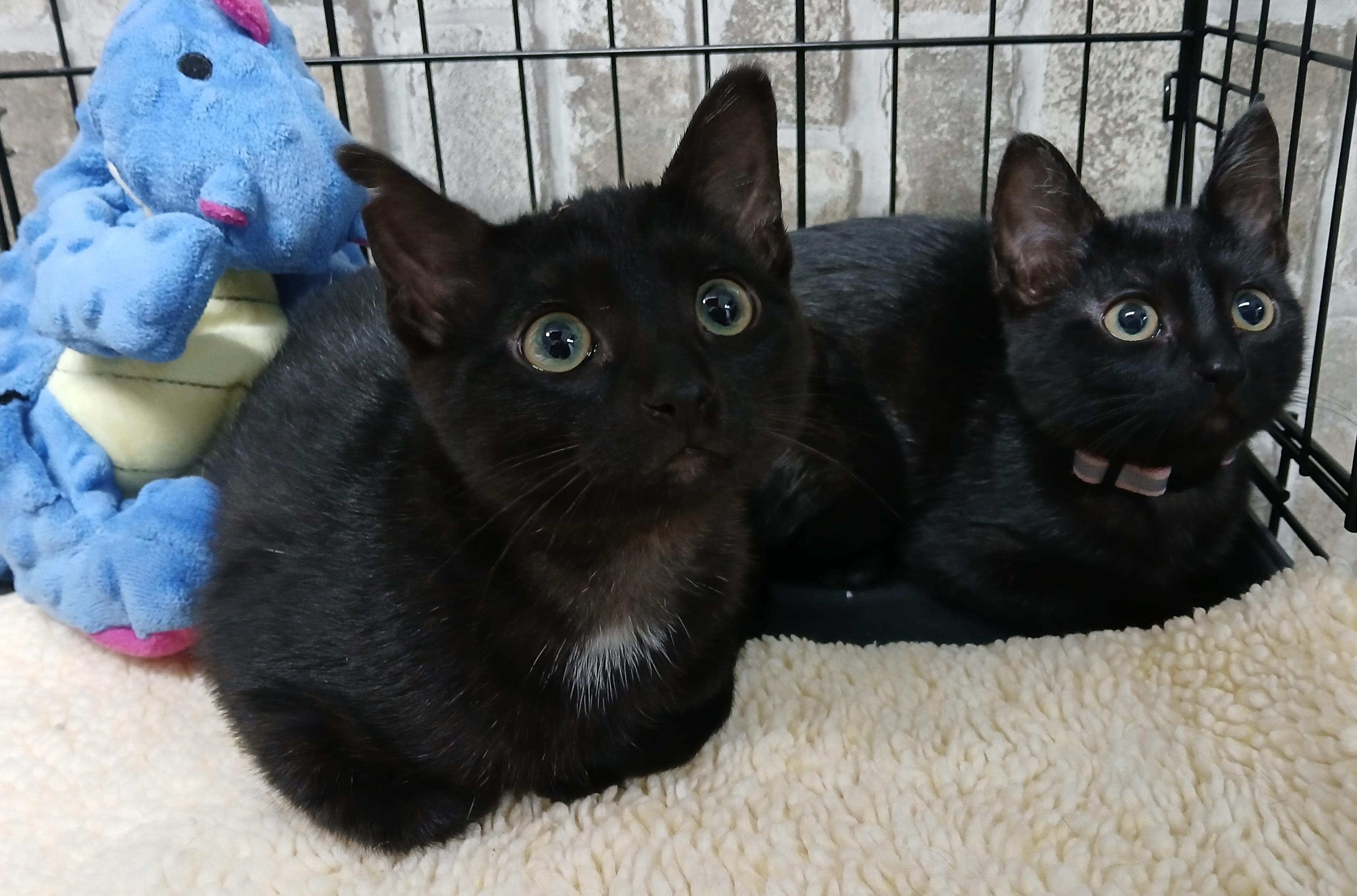 Puffs and Slice bonded pair