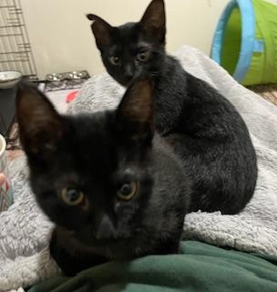 Puffs and Slice bonded pair