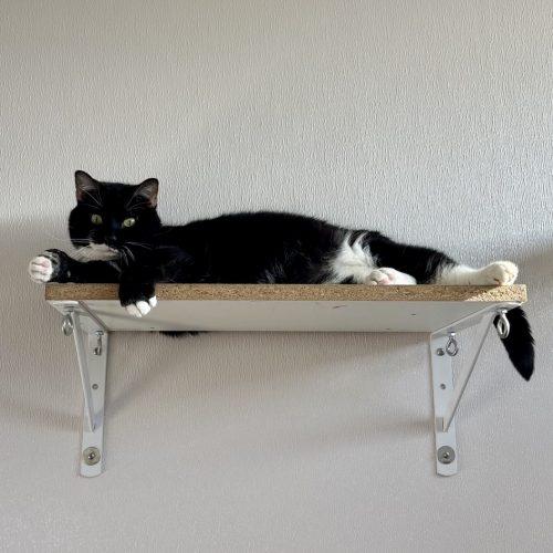 Enlarge Neemo, a Adoptable Domestic Short Hair in Fishers, IN image 1/3