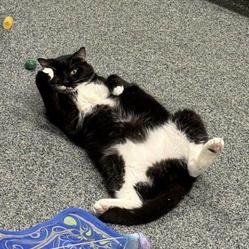 Enlarge Neemo, a Adoptable Domestic Short Hair in Fishers, IN image 2/3