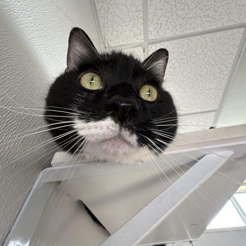 Enlarge Neemo, a Adoptable Domestic Short Hair in Fishers, IN image 3/3