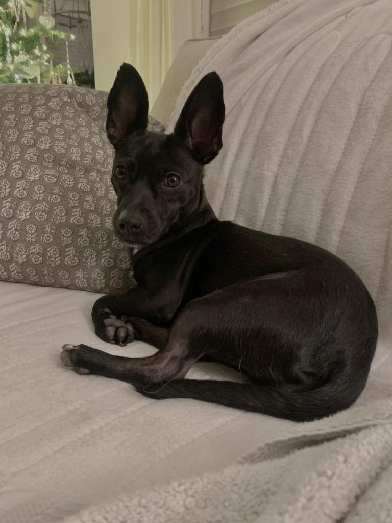 Enlarge Agata, a Adoptable Patterdale Terrier / Fell Terrier in Calgary, AB image 1/6