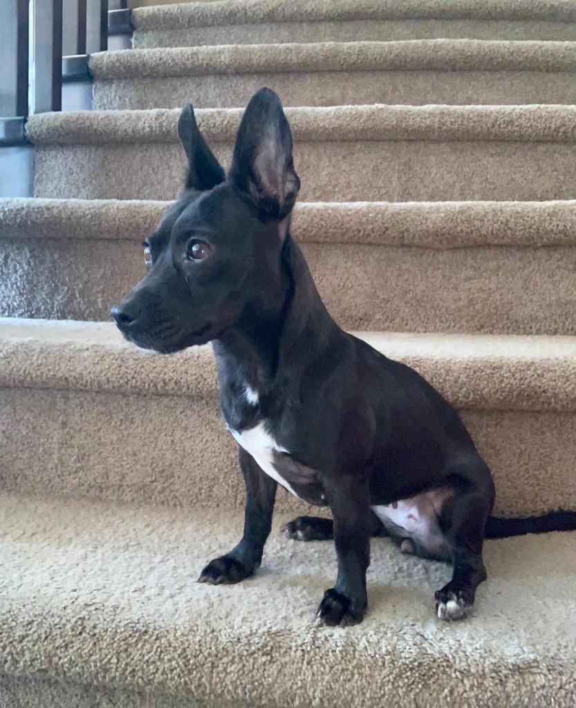 Enlarge Agata, a Adoptable Patterdale Terrier / Fell Terrier in Calgary, AB image 2/6