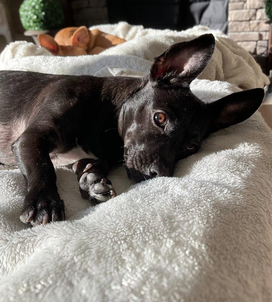 Enlarge Agata, a Adoptable Patterdale Terrier / Fell Terrier in Calgary, AB image 3/6