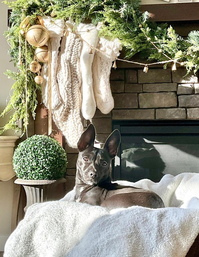 Enlarge Agata, a Adoptable Patterdale Terrier / Fell Terrier in Calgary, AB image 4/6