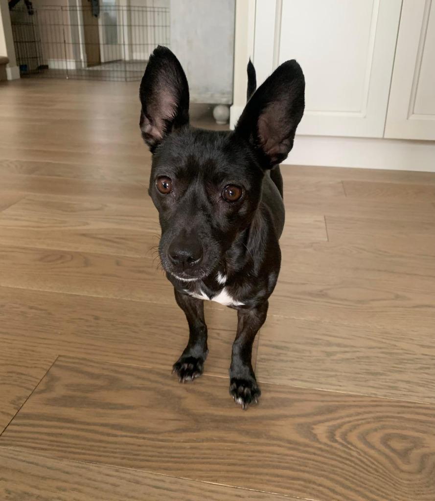 Enlarge Agata, a Adoptable Patterdale Terrier / Fell Terrier in Calgary, AB image 5/6