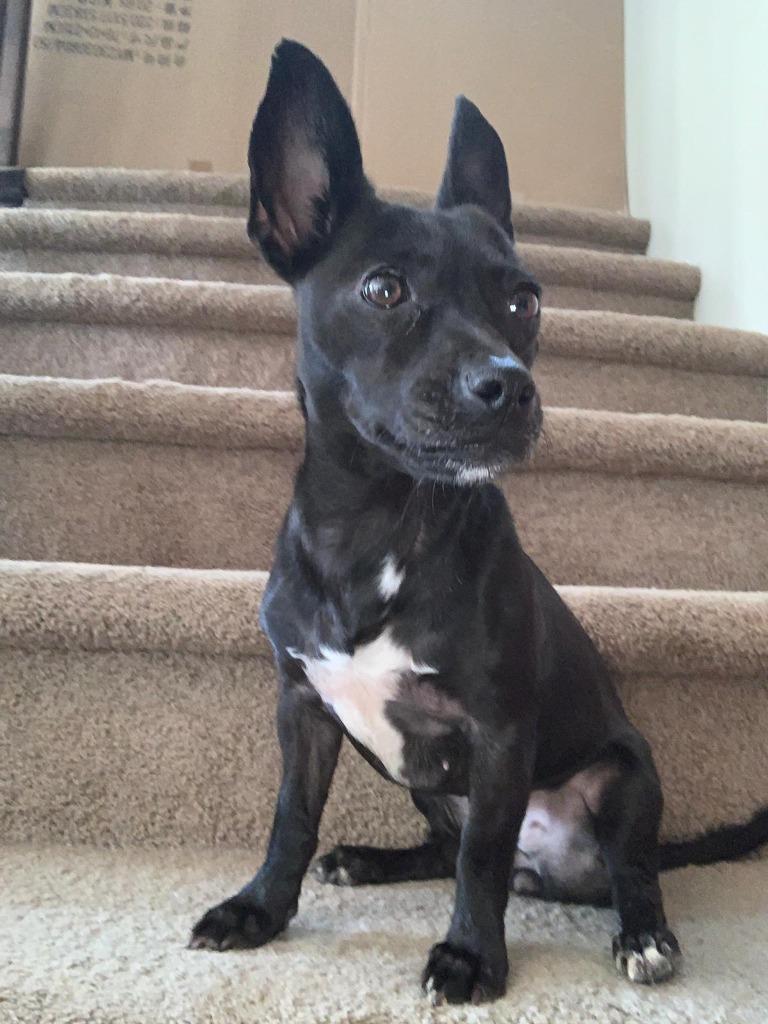 Enlarge Agata, a Adoptable Patterdale Terrier / Fell Terrier in Calgary, AB image 6/6