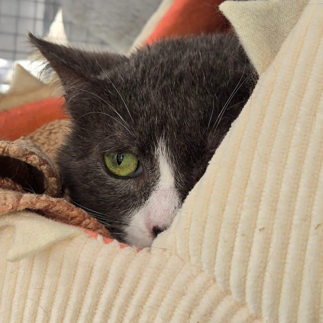 Beefsteak (FIV Positive), an adopted Domestic Short Hair in Carrboro, NC image 2/6