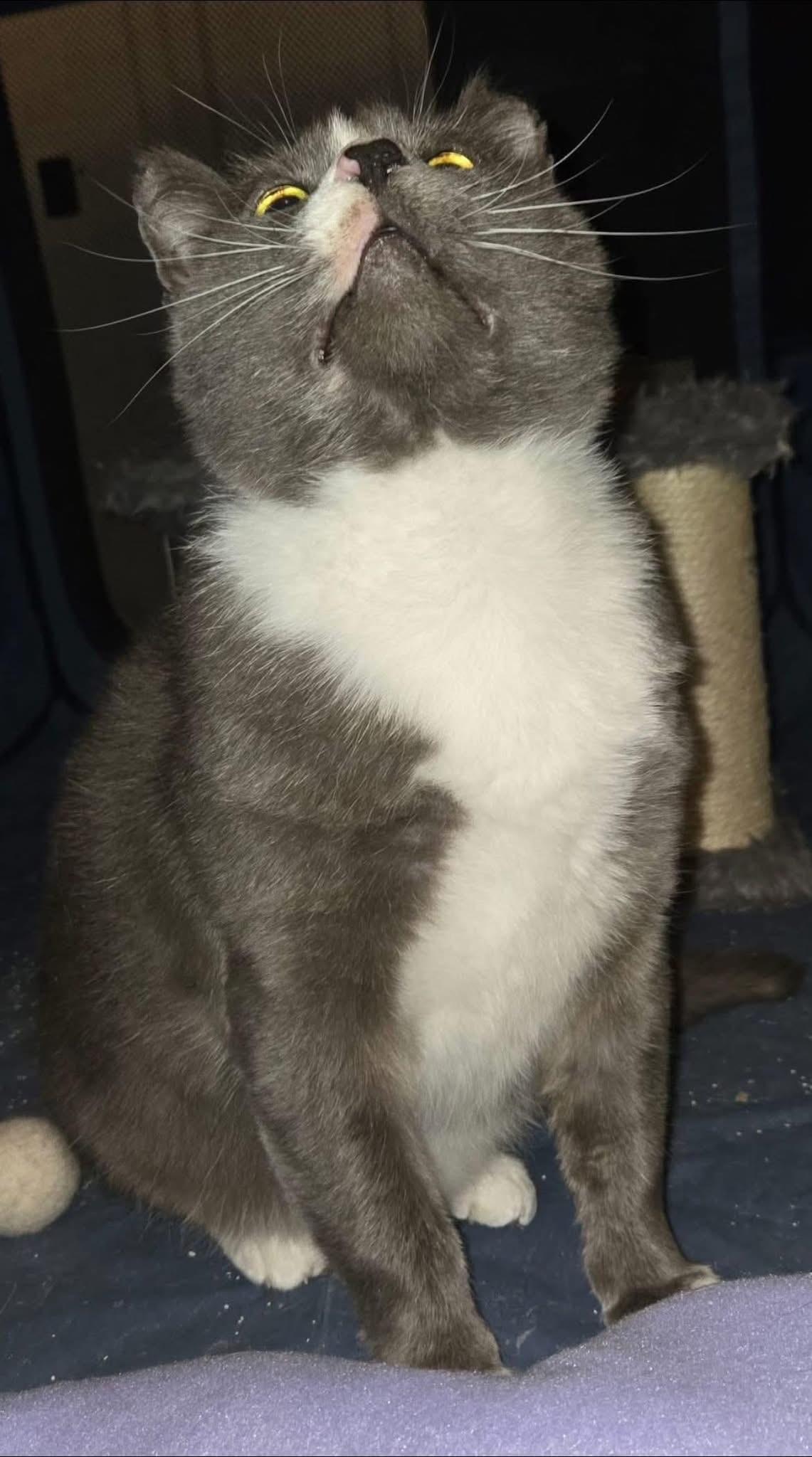 Beefsteak (FIV Positive), an adopted Domestic Short Hair in Carrboro, NC image 6/6