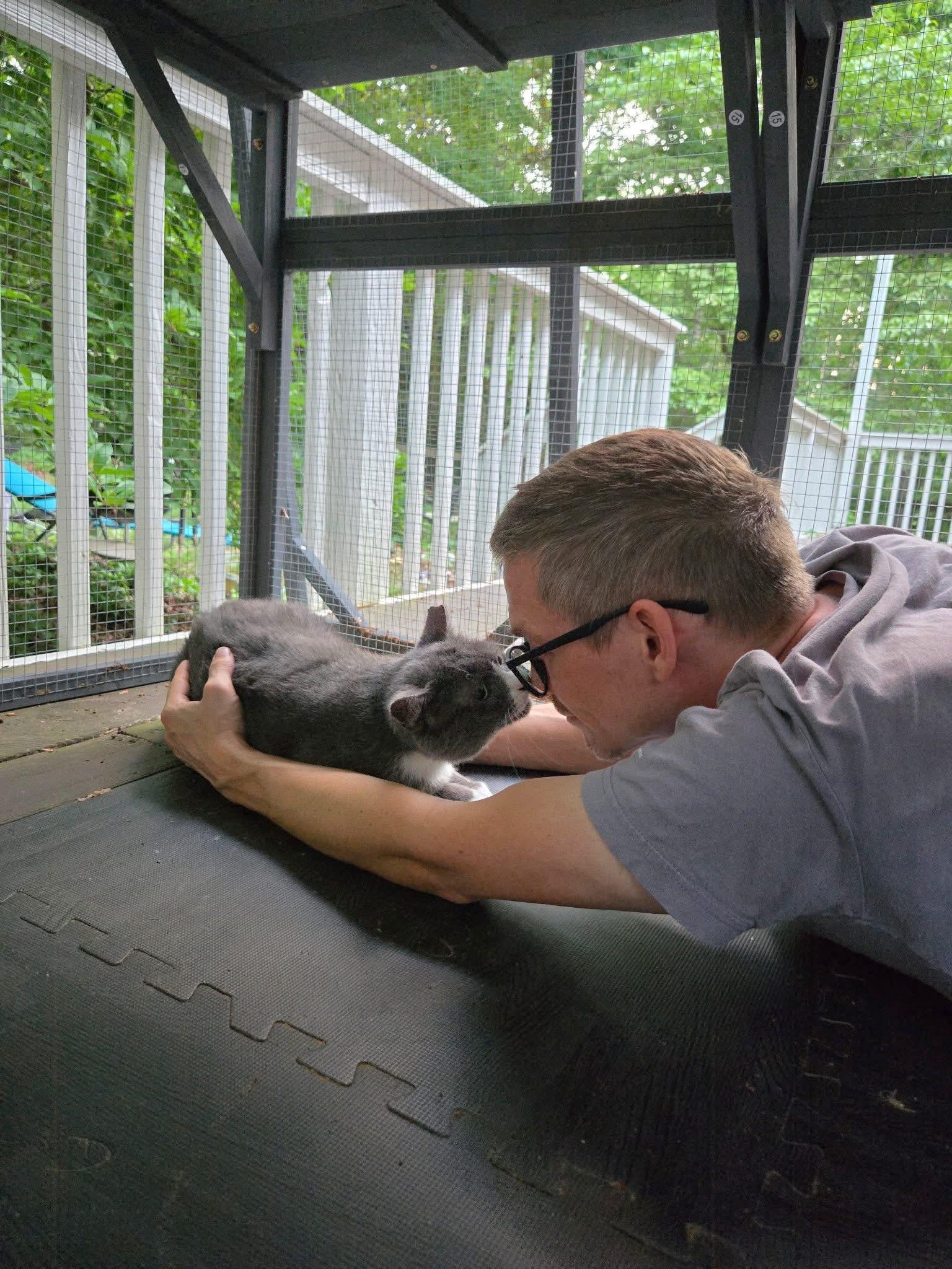 Beefsteak (FIV Positive), an adopted Domestic Short Hair in Carrboro, NC image 3/6