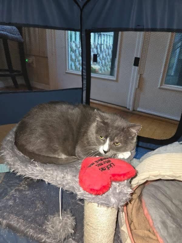 Beefsteak (FIV Positive), an adopted Domestic Short Hair in Carrboro, NC image 5/6