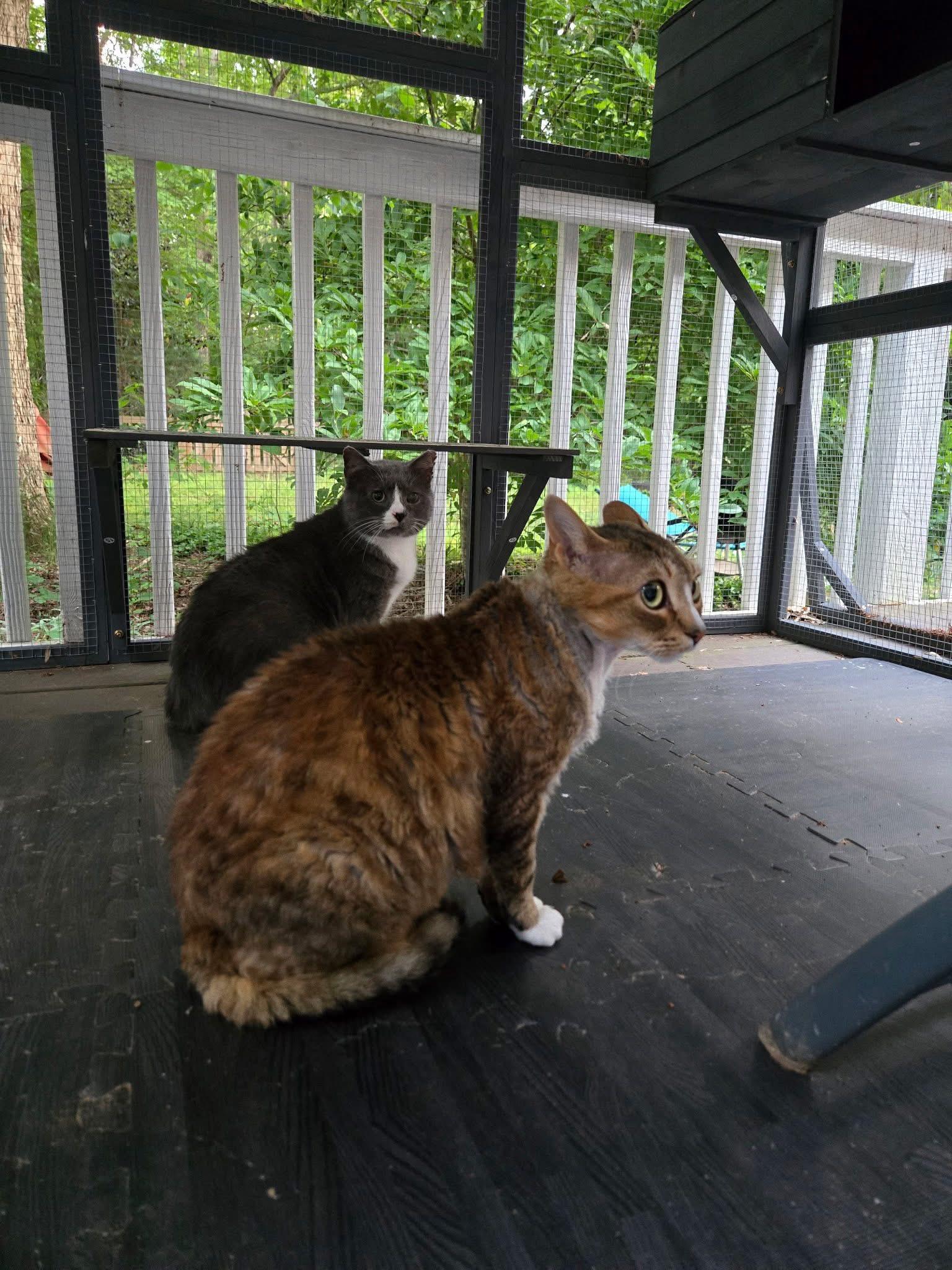 Beefsteak (FIV Positive), an adopted Domestic Short Hair in Carrboro, NC image 4/6
