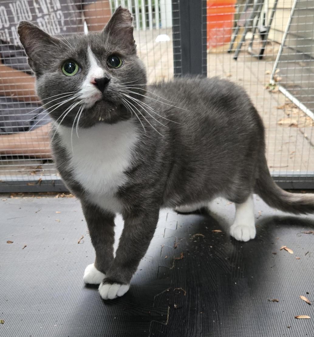 Beefsteak (FIV Positive), an adopted Domestic Short Hair in Carrboro, NC image 1/6