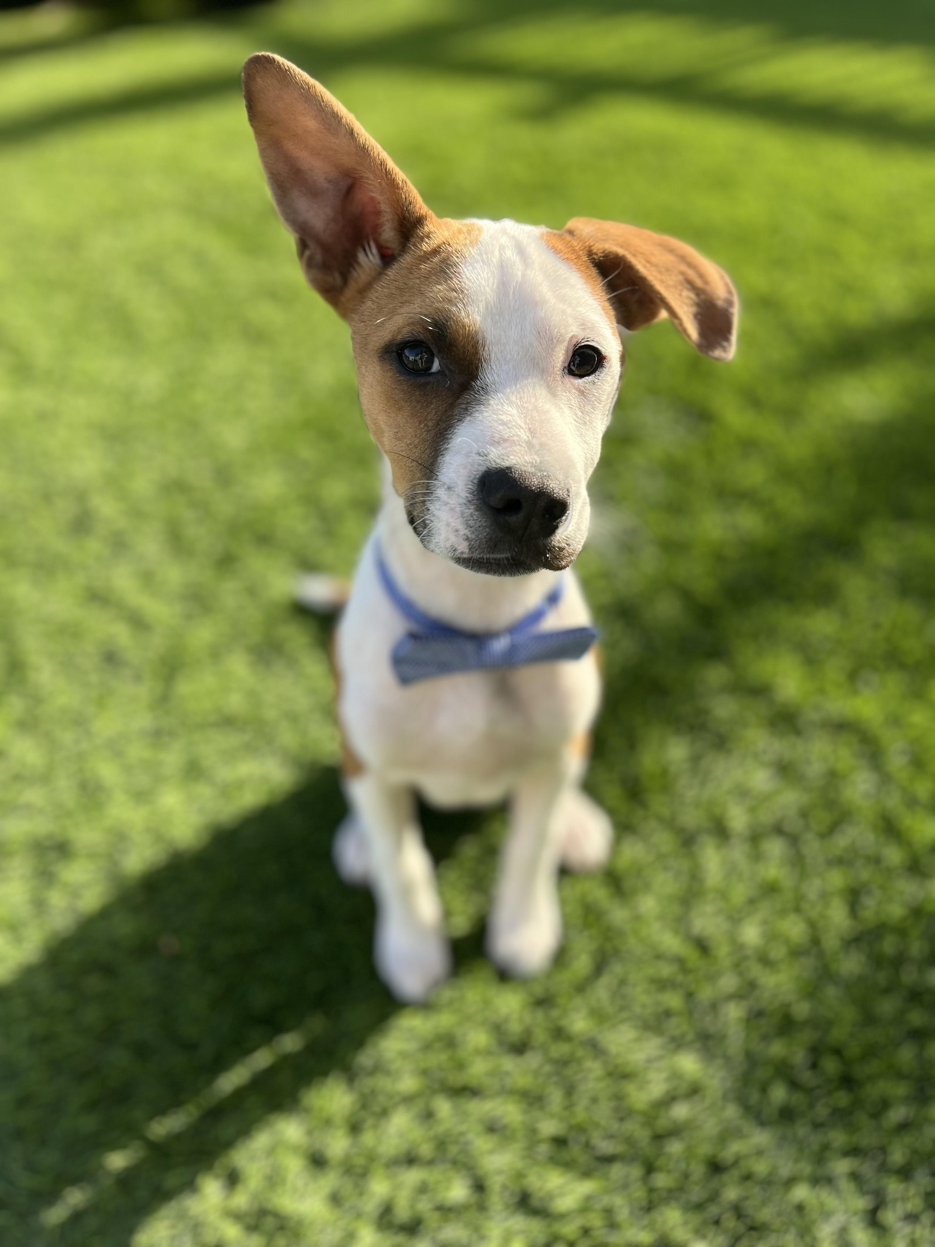 Enlarge Carlo, a ADOPTABLE mixed breed in Poway, CA image 1/5