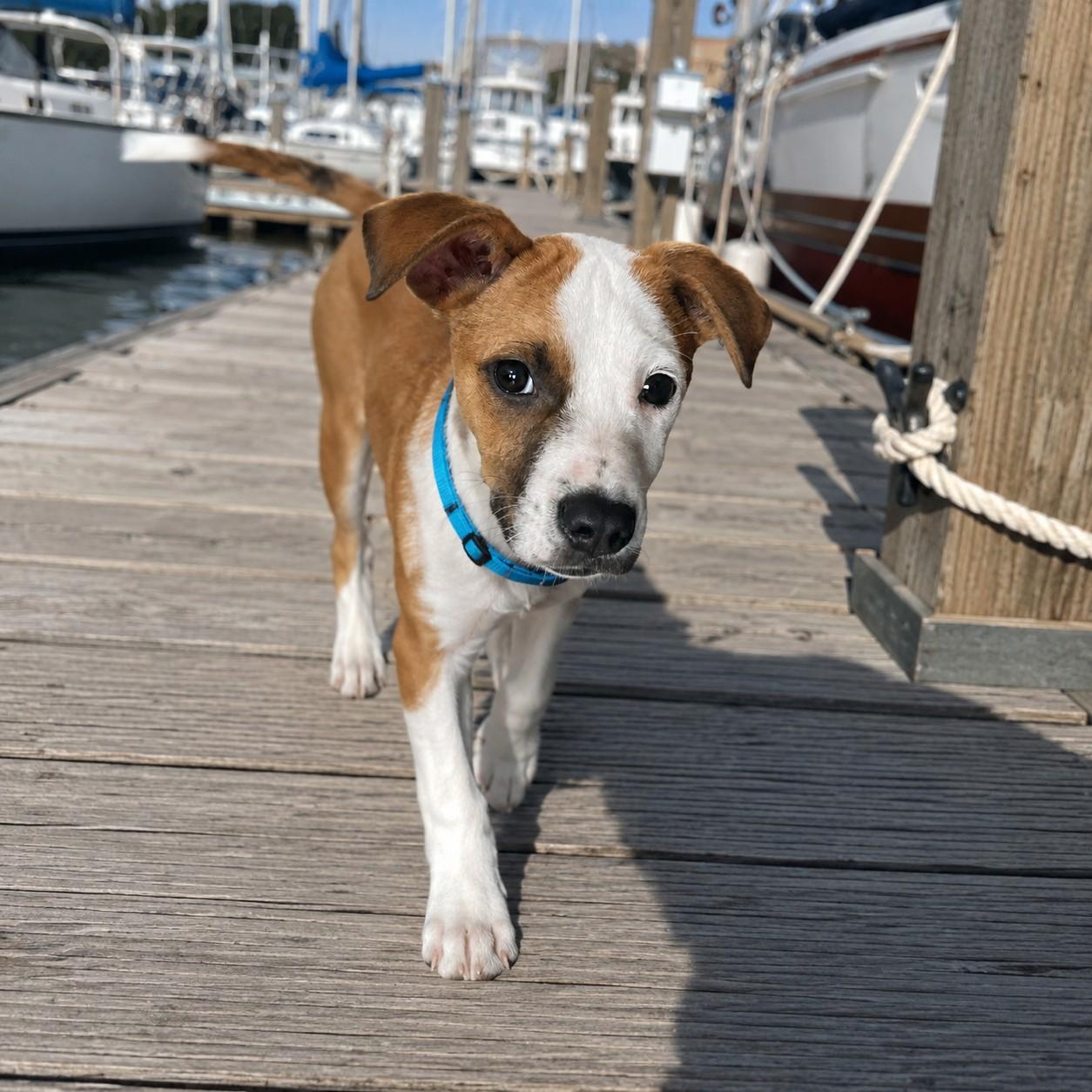 Carlo, ADOPTABLE, Puppy Male Pit Bull Terrier.