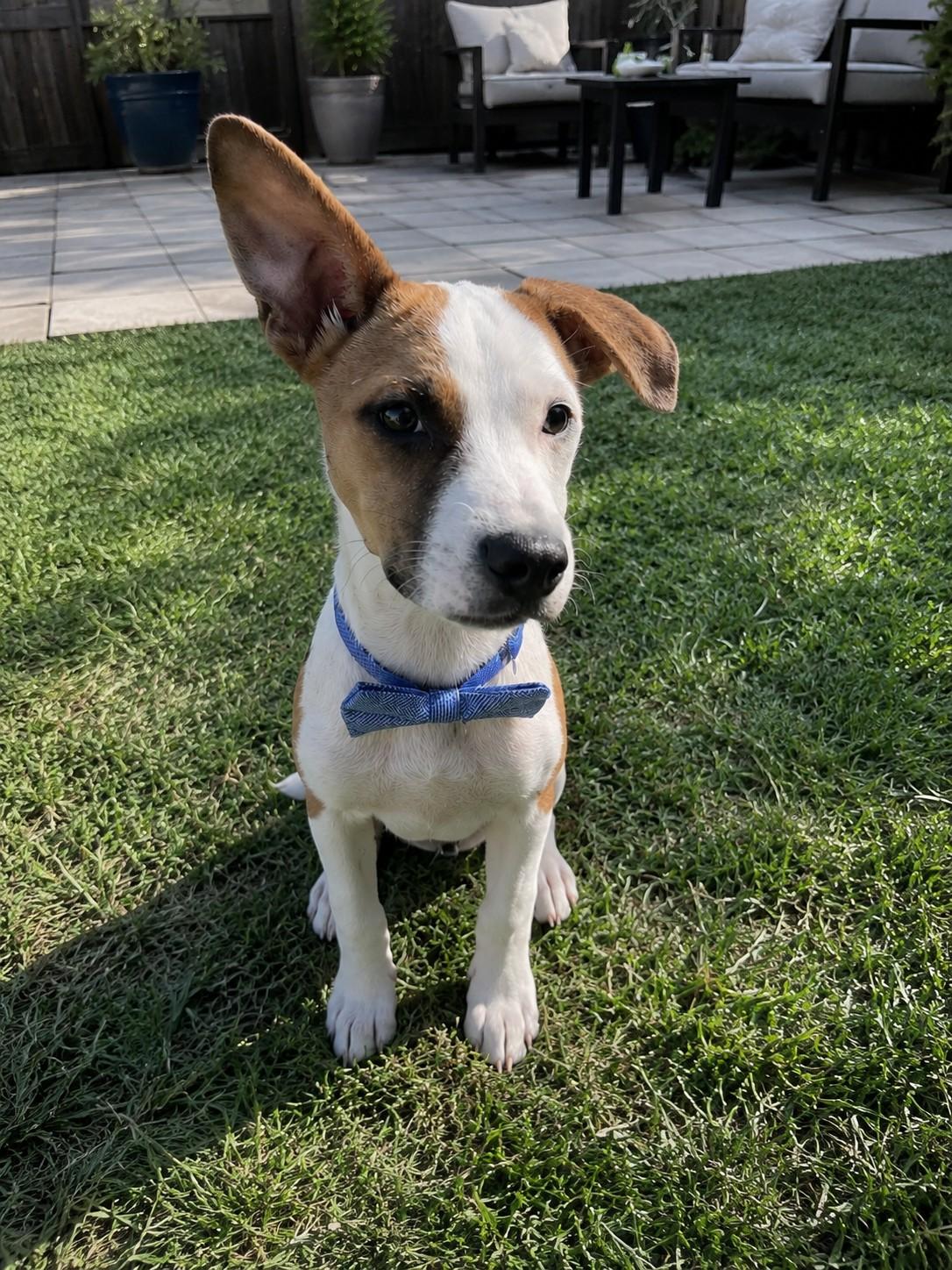Carlo, ADOPTABLE, Puppy Male Pit Bull Terrier.