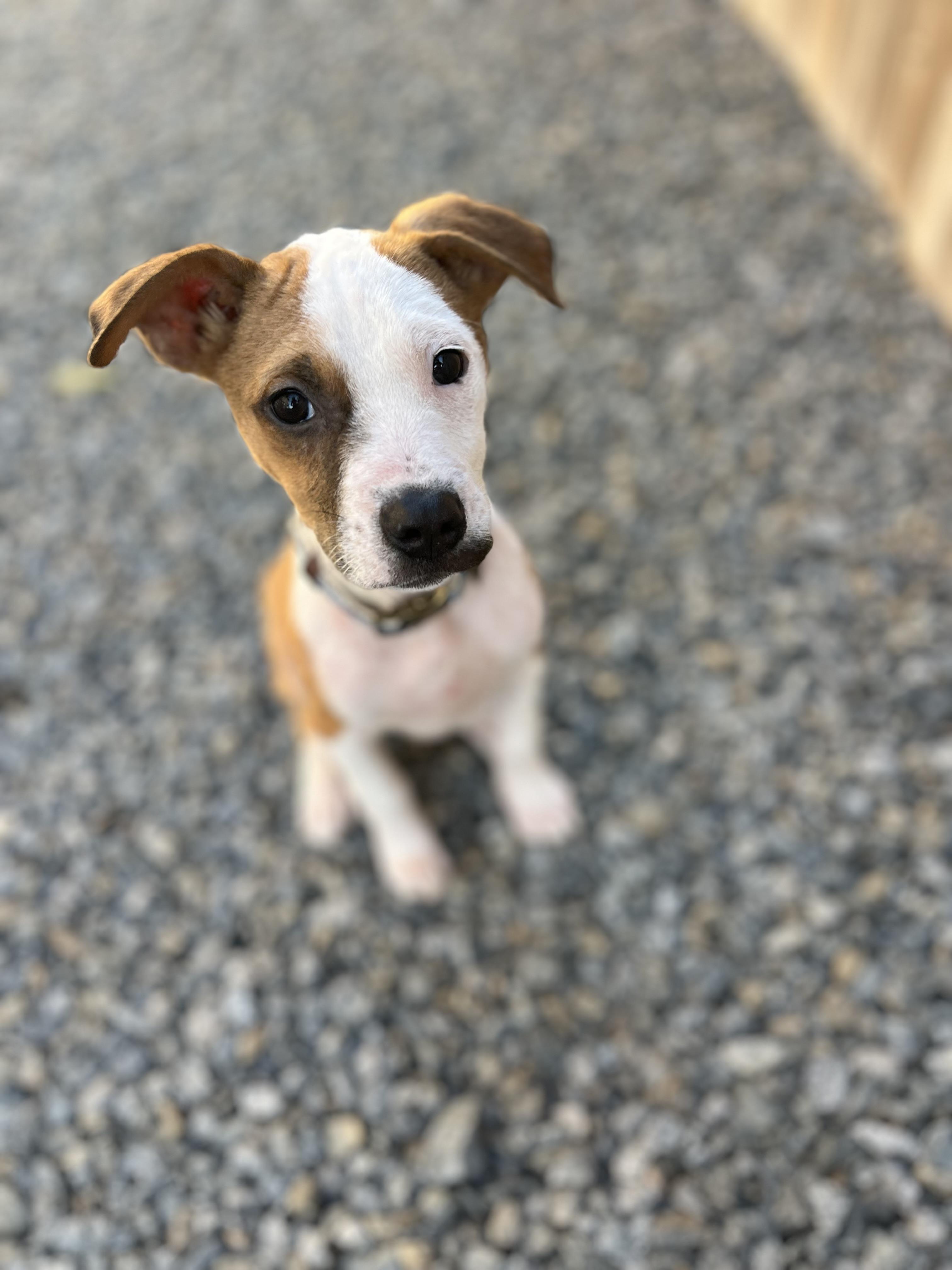 Carlo, a ADOPTABLE mixed breed in Poway, CA image 2/6