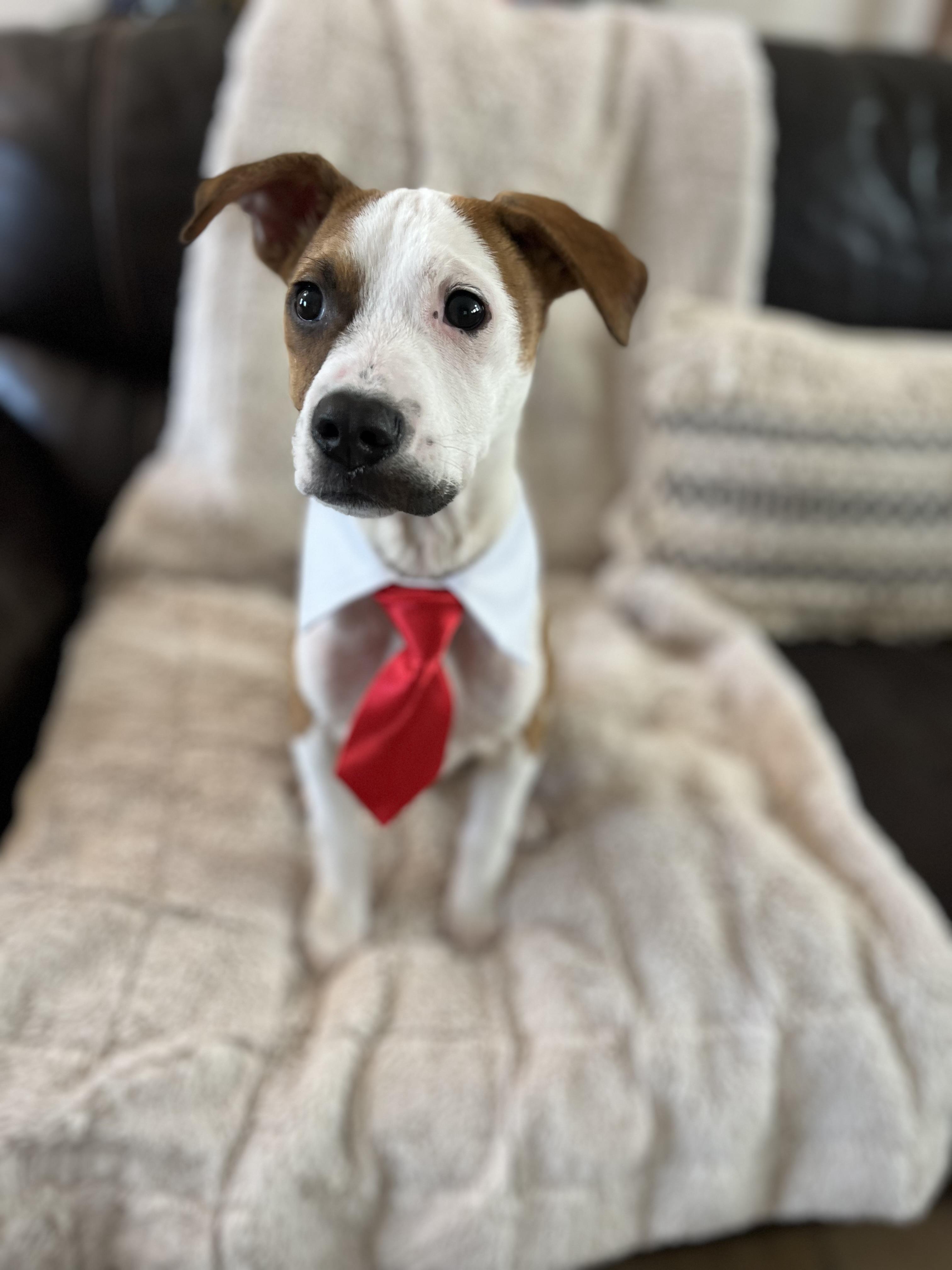 Carlo, a ADOPTABLE mixed breed in Poway, CA image 1/6