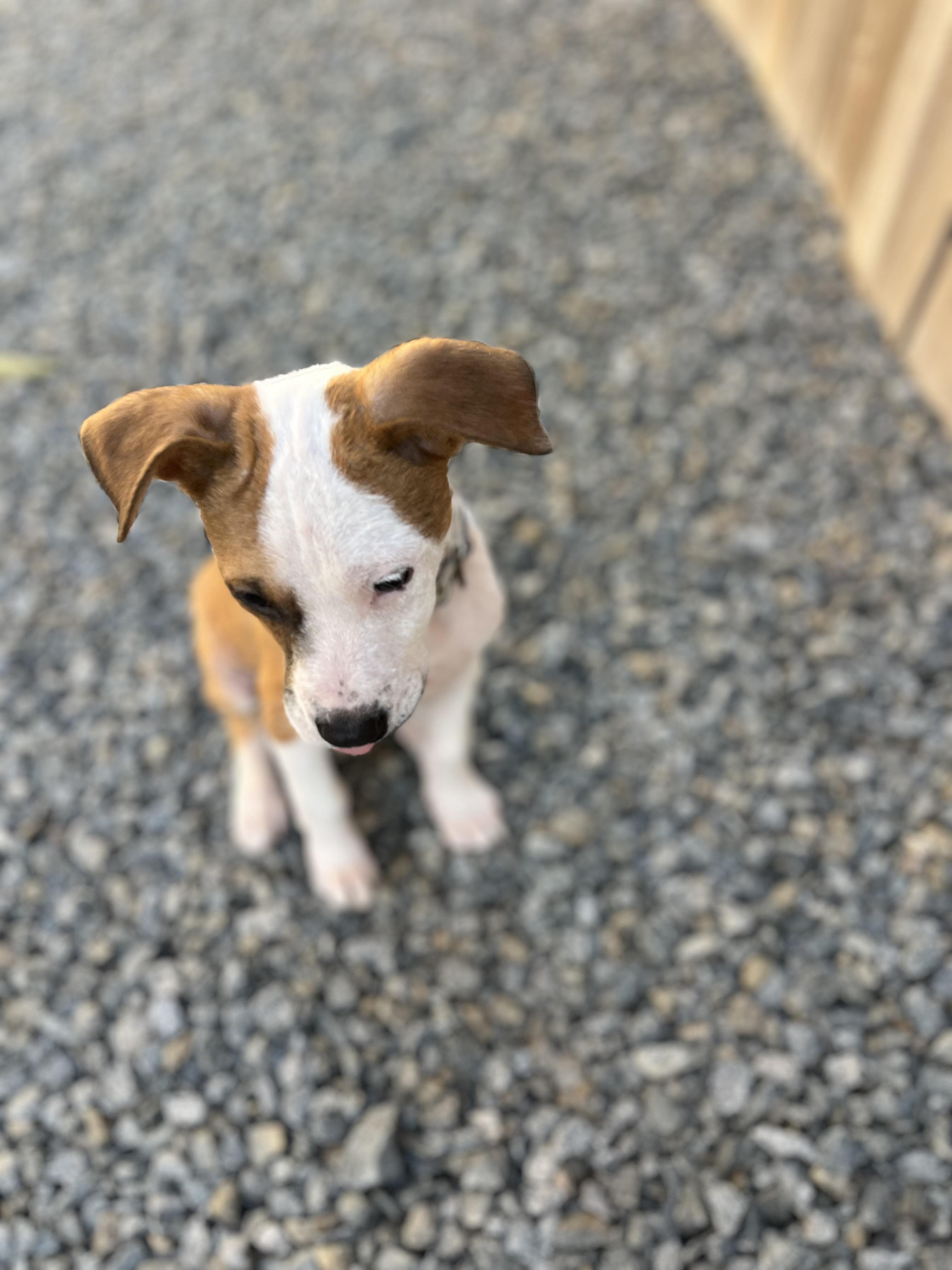 Carlo, a ADOPTABLE mixed breed in Poway, CA image 3/6