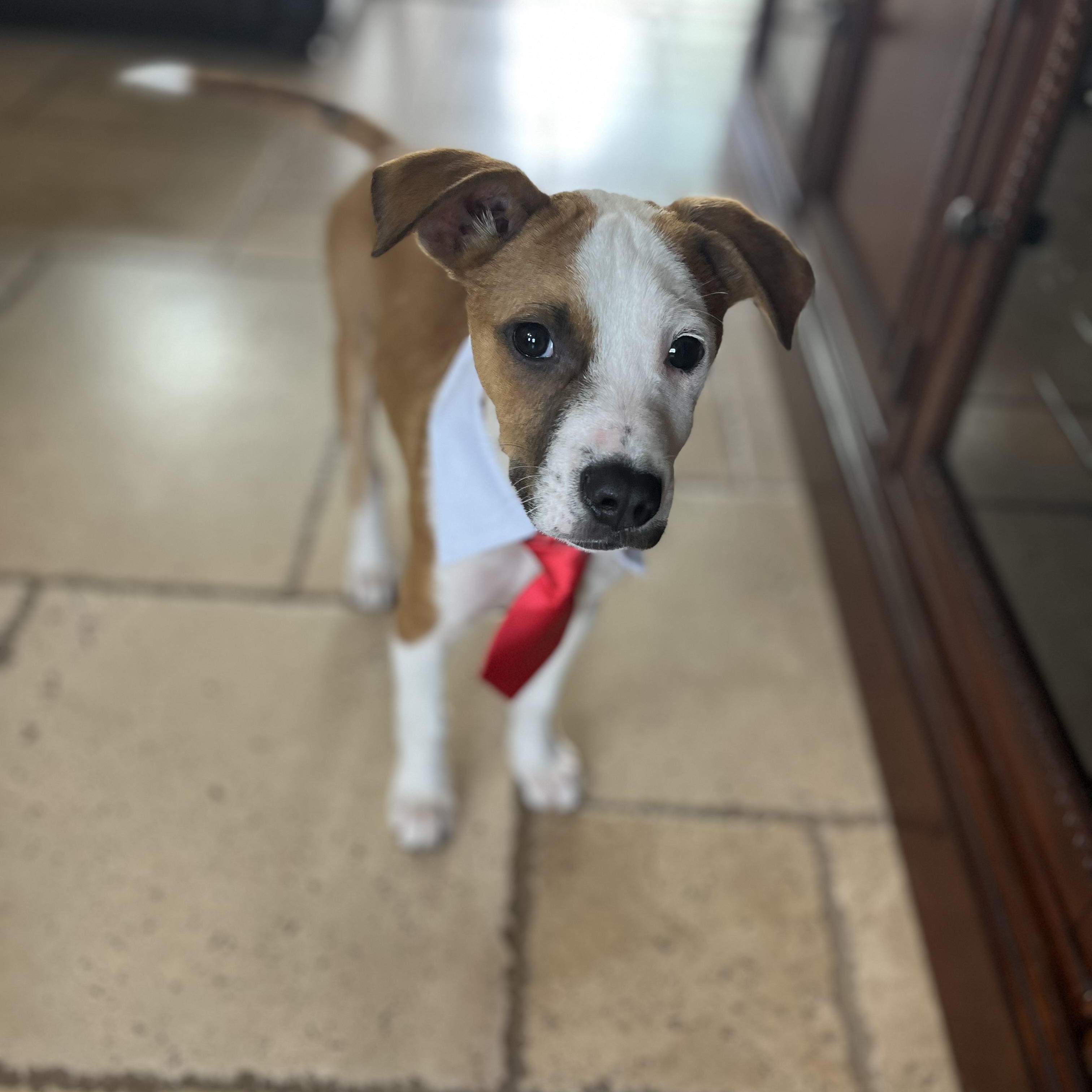 Carlo, a ADOPTABLE mixed breed in Poway, CA image 4/6