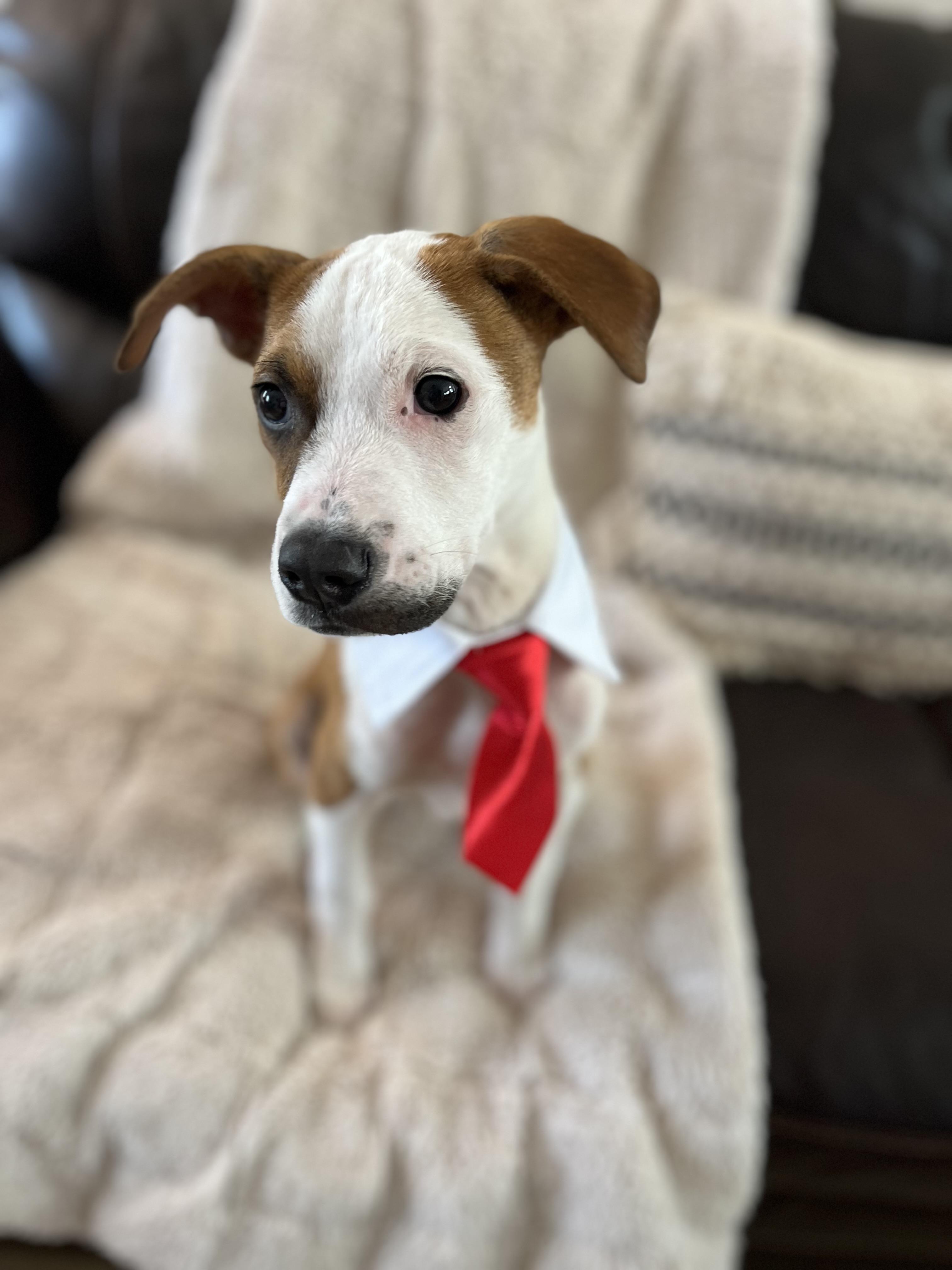 Carlo, a ADOPTABLE mixed breed in Poway, CA image 6/6