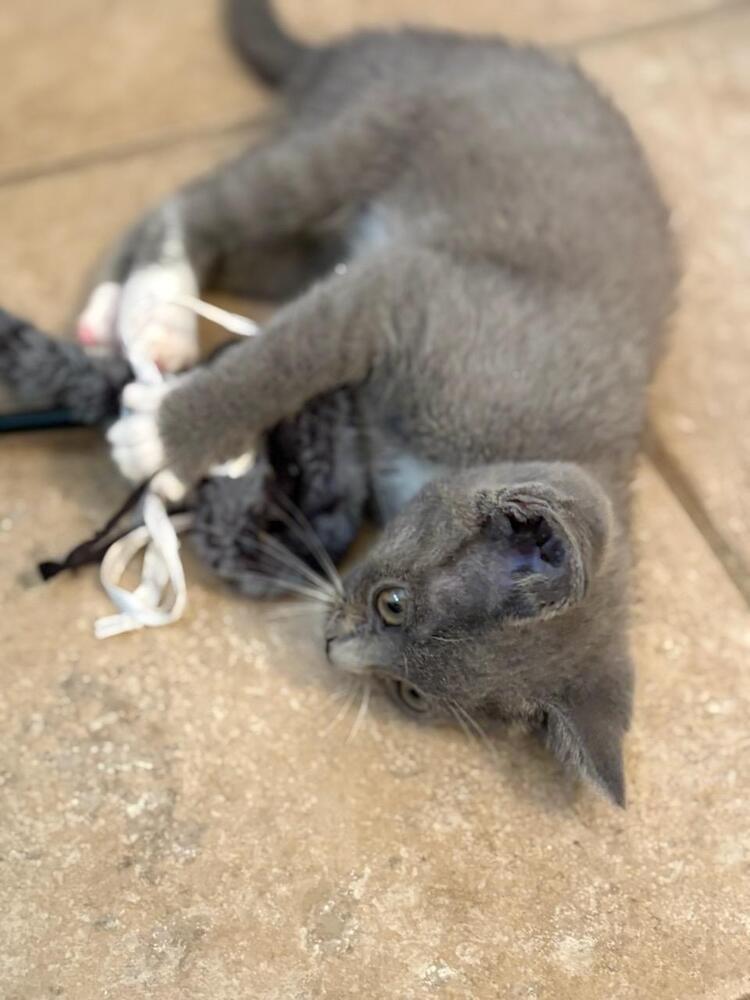 Cream Puff, Adoptable, Kitten Female Domestic Short Hair.