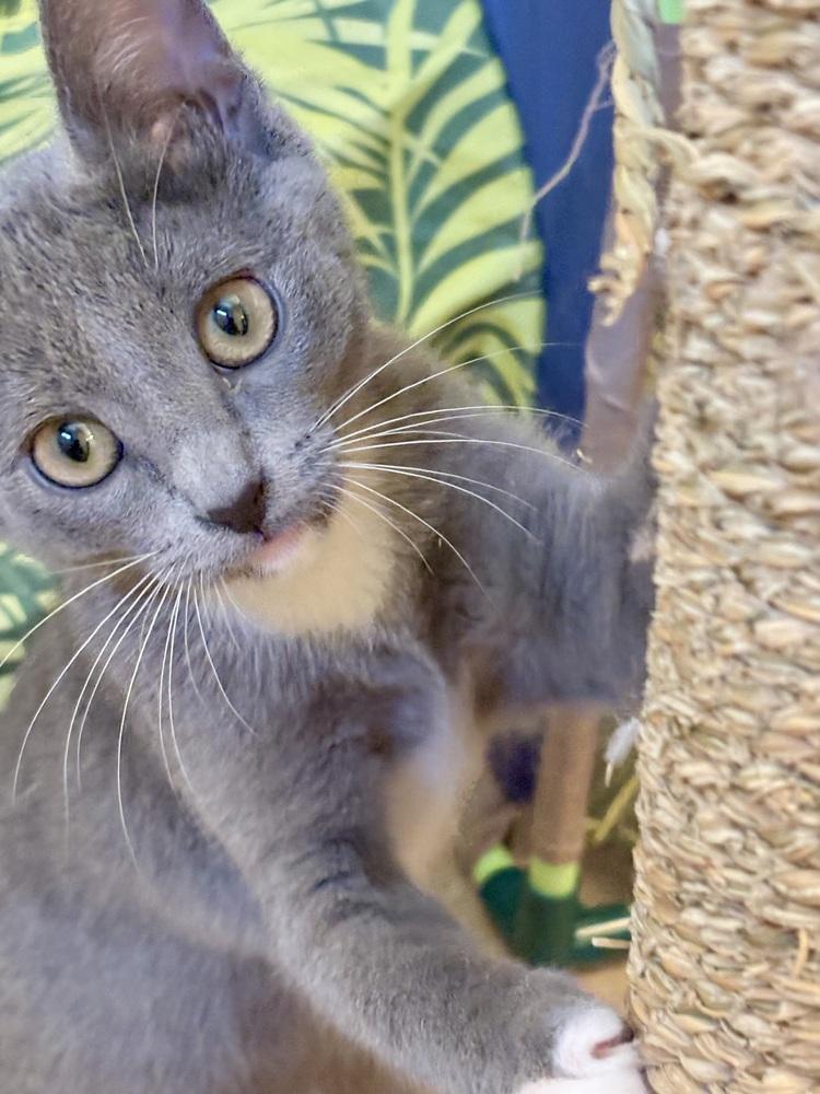 Enlarge Cream Puff, a Adoptable Domestic Short Hair in Green Valley, AZ image 2/6