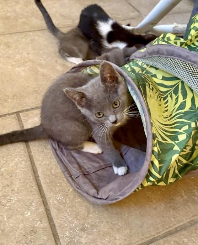 Enlarge Cream Puff, a Adoptable Domestic Short Hair in Green Valley, AZ image 3/6